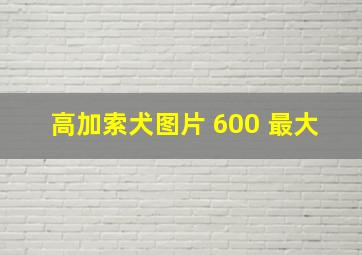 高加索犬图片 600 最大